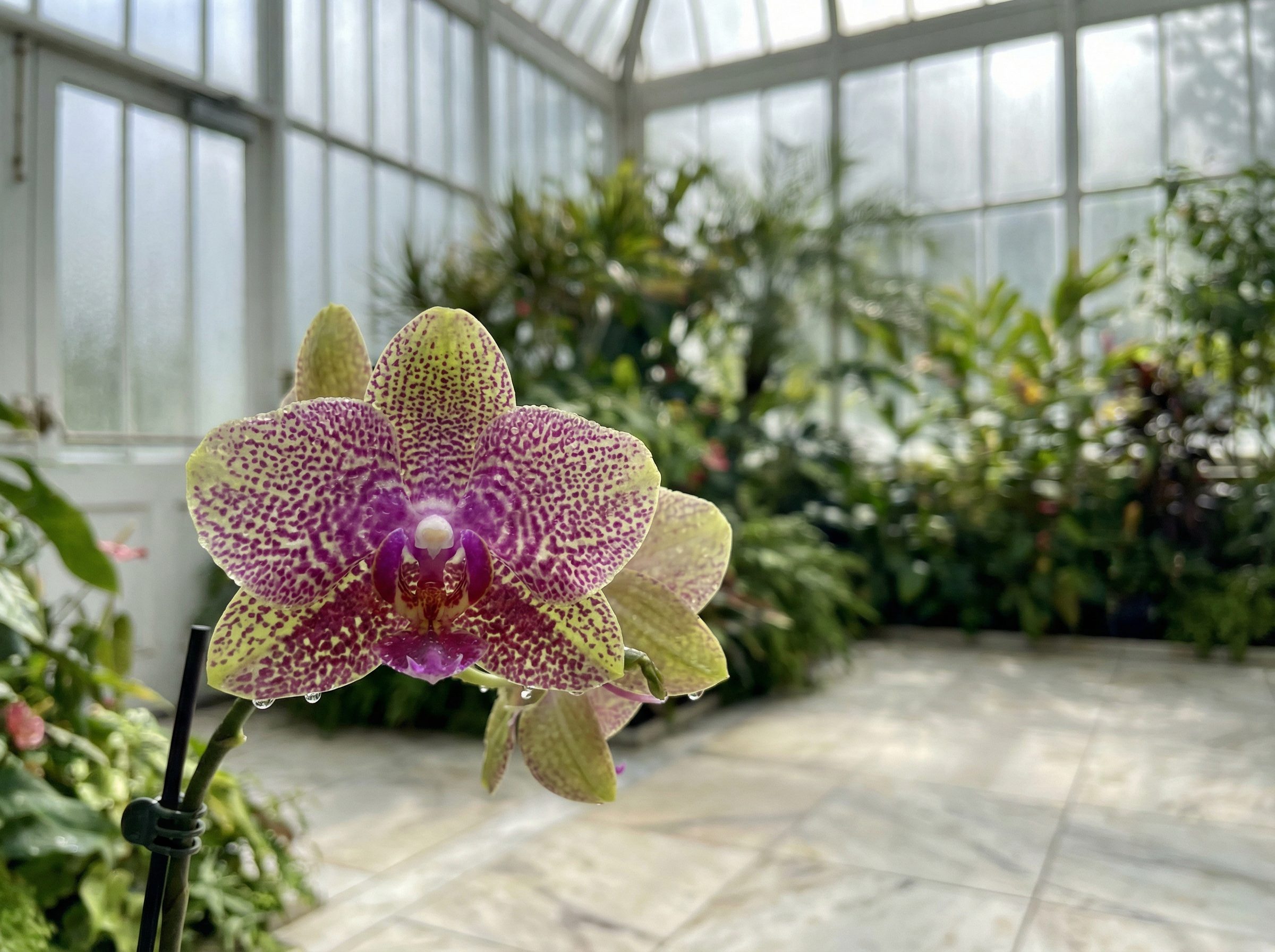 抖阴视频：百年古银杏树秋色全记录